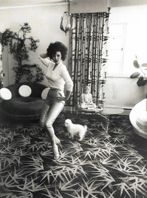 mid century mod dames and dogs