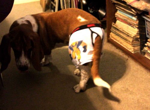 basset hound in underpants