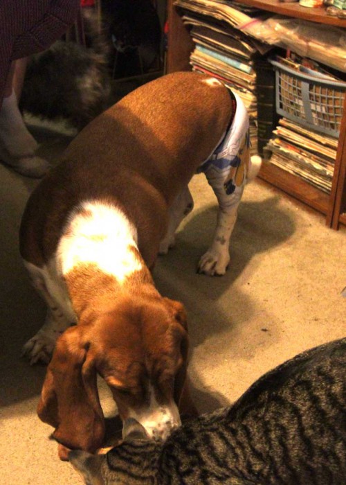 oliver sharing his treat with old man chicken bone the cat