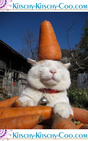 [Bild: carrot-cat.jpg&temp=1]