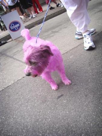 dogs for sale. Pink Dogs For Sale At Kroger